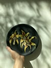 ORCHID I
