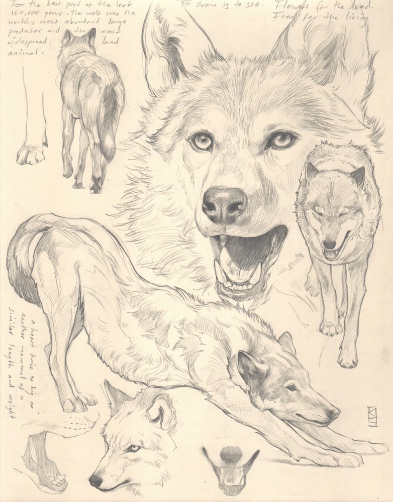 Image of " Wolf Studies "