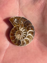 Image 3 of Ammonite Fossil Pair #1968
