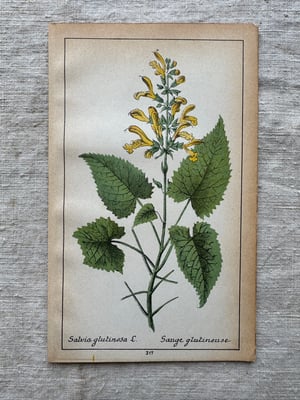 Image of Original French Botanical Plate (D)