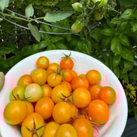 Image 2 of Sunsugar Cherry Tomato Seeds Hybrid