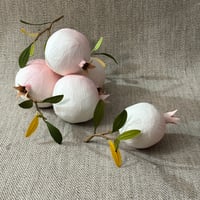 Image 1 of Blushing White Pomegranate