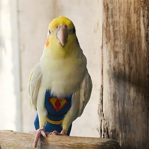 Image of Superbird Budgie / Small Bird Diaper