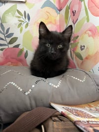 Image 4 of Front Loaf