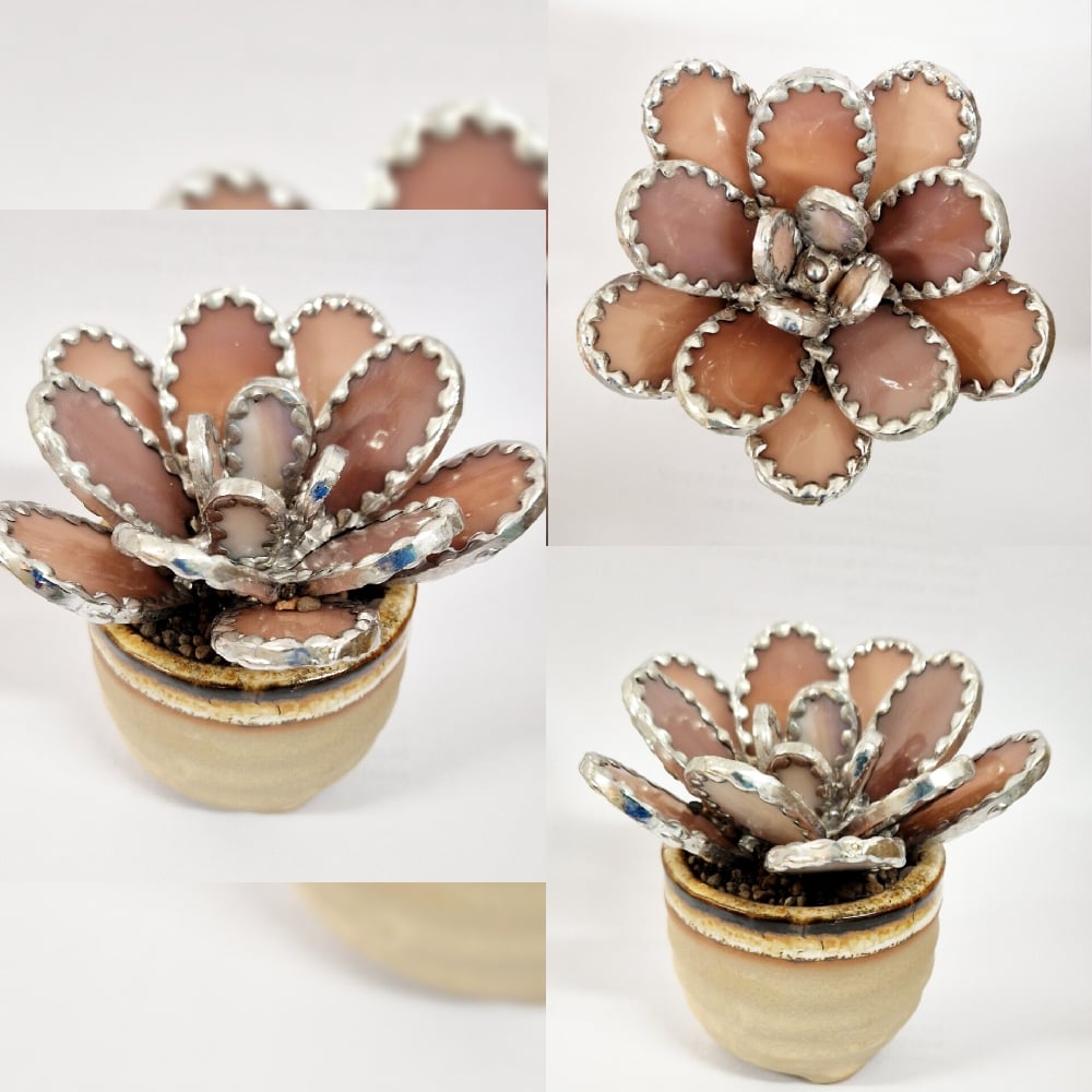Image of Stained Glass Rounded Leaf Pinky/Purple Succulent 