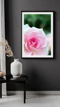 Image 4 of  Harmony Rose