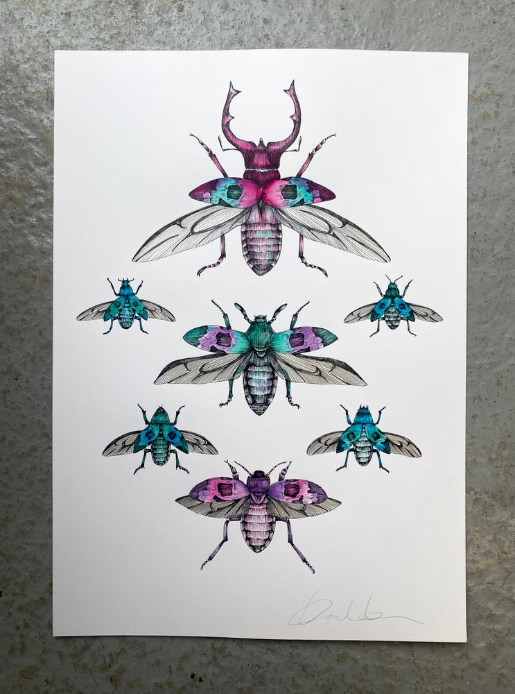 A Collect of Horned Beetles