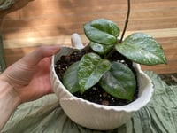 Image 5 of Freckled Splash Hoya in Majorca Seashell Pitcher 