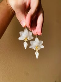 Image 3 of 🐚Conch Shell Mini Orchids🐚