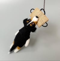 Image 1 of Aussie / Australian shepherd tricolor 