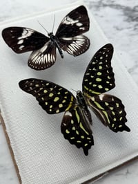 Image 3 of Framed Butterflies 
