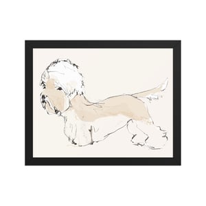Image of DANDIE DINMONT TERRIER