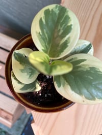 Image 2 of Sweet & Sour Peperomia in Karate Punch Pot