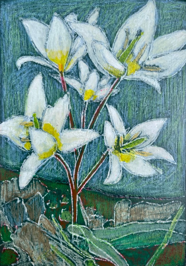 Tulip Turkestanica