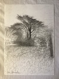 Image 3 of ‘Monterey Pine ‘ by Noel Betowski