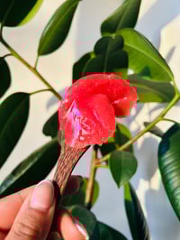 Image 2 of Raspberry Infused Seamoss
