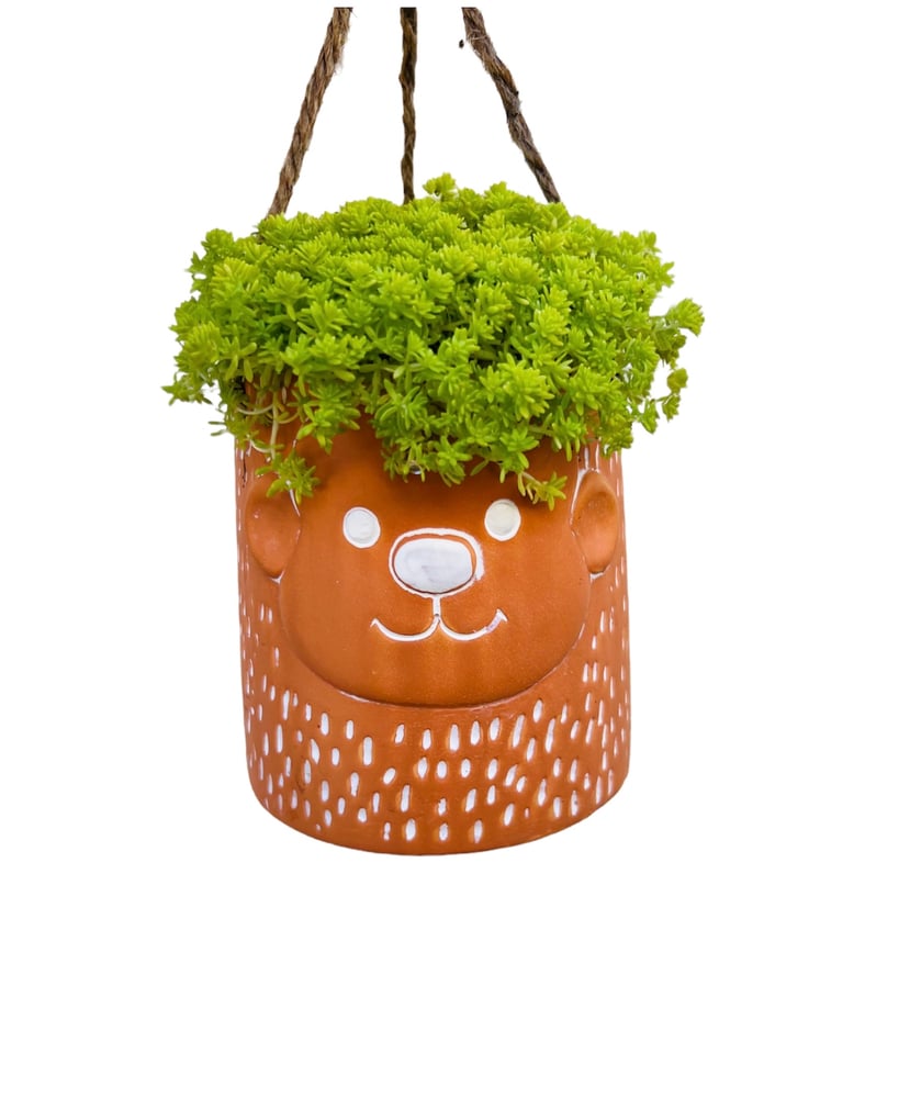 Image of Monkey with sedum Tokyo sun 