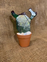 Image 4 of Cactus