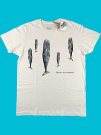 Image 1 of T-shirt CAPODOGLI 