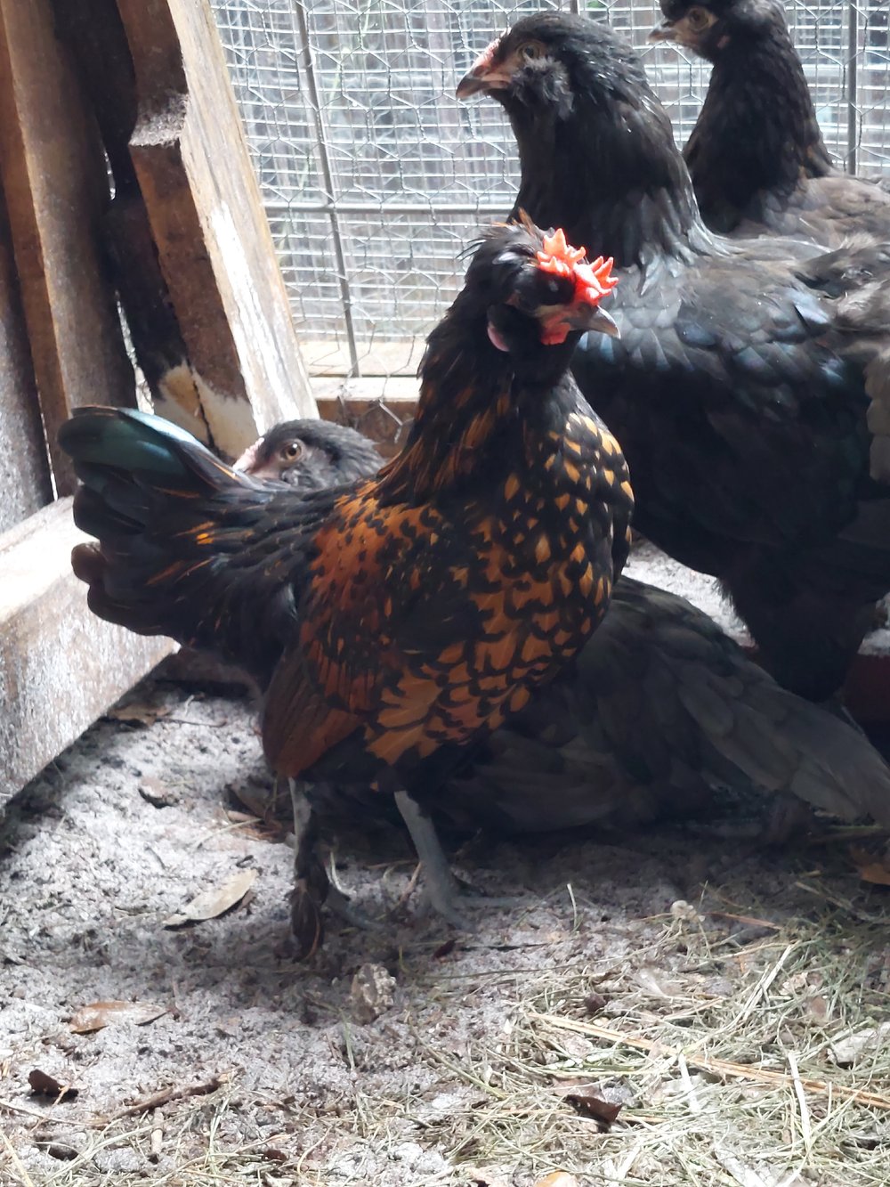 Image of Young Rooster 3