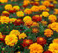 Image 2 of Marigold Seeds