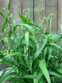 Image 2 of Job’s Tears Seeds