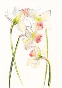 Daffodils no. 4