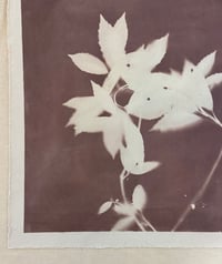Image 2 of Japanese Laurel in Plum