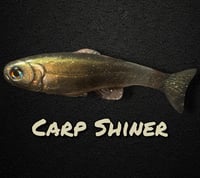 Image 1 of Roma Trout - Carp Shiner