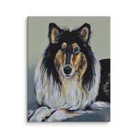 Image 4 of Rough Collie