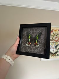 Image 2 of Sunset Moth