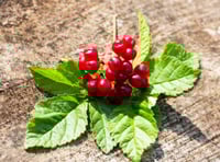 Image 1 of Red Berry Balsam