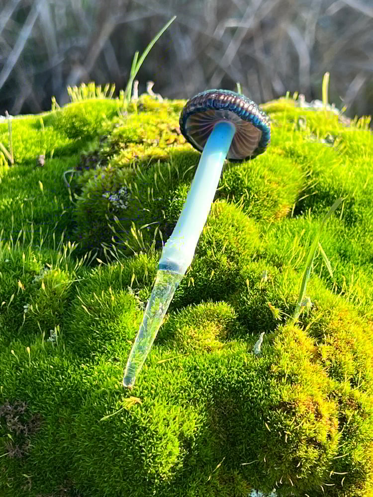 Image of Blue Staining Mushroom Plant Spike 3