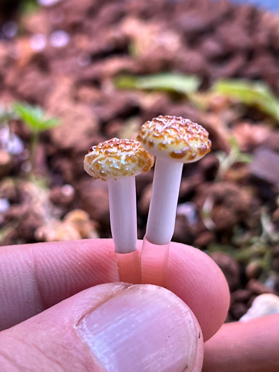 Image of 2 Mini Speckeled Mushroom Plant Spike