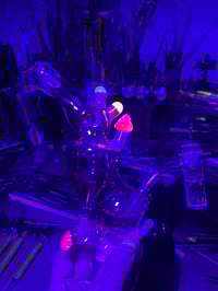 Image 3 of PsilyBird 
