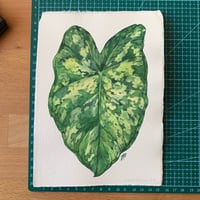 Image 2 of Original Illustration Сaladium praetermissum