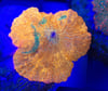 candy crush mushroom frag
