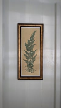 Image 1 of Palapalai Native Hawaiian Fern