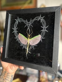 barbed pink grasshopper