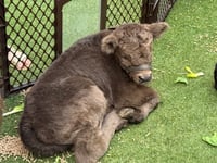 Image 4 of Sing and Dance with Ms. Rachel, touch baby animals, story time, MORE! 