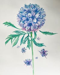 Image 1 of Blue Thimble Flower