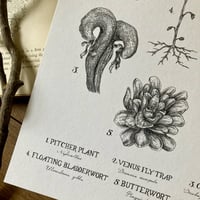 Image 3 of Carnivorous Plants A4 Print 