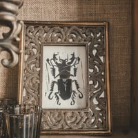Image 3 of Lucanus 
