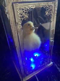 Image 1 of Duck lantern