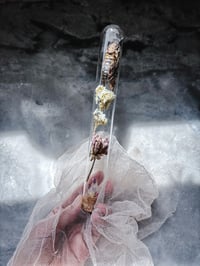 Image 5 of Death moth w/ rare Veracruz 