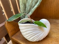 Image 2 of Sea Star Hoya in Sea Shell Pot