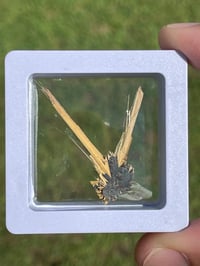 Image 3 of Golden Rutile Star specimen #1853