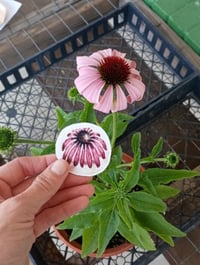 Image 1 of Purple Coneflower Sticker | Echinacea Watercolor Decal | Native Wildflower Art