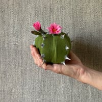 Image 4 of Cactus 
