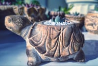 Image 2 of SlowDown Turtle- Echeveria agavoid (με παχύφυτο)